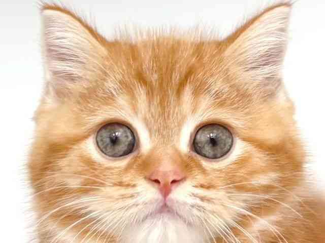 大阪府のスコティッシュフォールド (ひごペットフレンドリー岸和田店/2025年8月30日生まれ/女の子/レッドタビーホワイト)の子猫