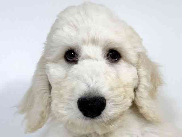 兵庫県のスタンダードプードル (ひごペットフレンドリーイトーヨーカドー明石店/2025年8月23日生まれ/男の子/クリーム)の子犬の1枚目の画像