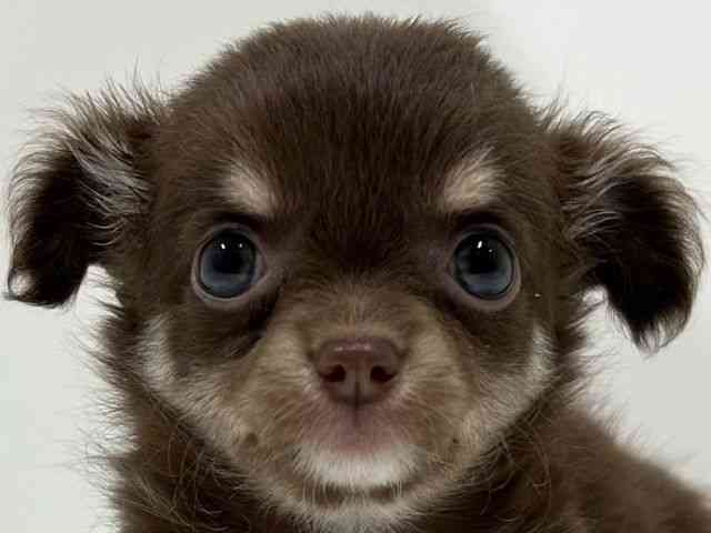 奈良県のチワワ(ロング) (ひごペットフレンドリーイオンモール橿原ウエストビレッジ店/2025年8月30日生まれ/女の子/チョコレートタンホワイト)の子犬の1枚目の画像