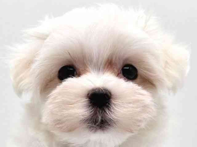 奈良県のマルチーズ (ひごペットフレンドリー田原本店/2025年8月29日生まれ/女の子/ホワイト)の子犬の1枚目の画像
