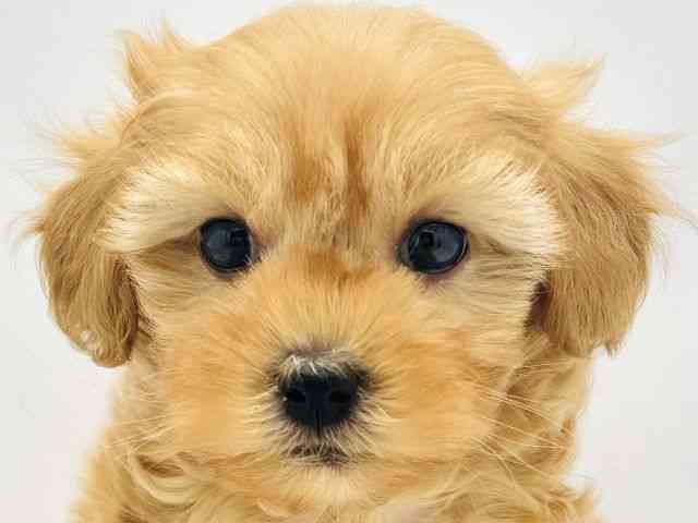 兵庫県のマルプー(マルチーズ×プードル) (ひごペットフレンドリークラウンパーク伊丹店/2025年8月31日生まれ/男の子/アプリコット)の子犬の1枚目の画像