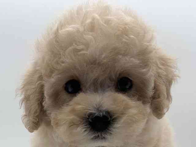 島根県のマルプー(マルチーズ×プードル) (ひごペットフレンドリーイオンモール出雲店/2025年8月31日生まれ/女の子/アプリコット)の子犬