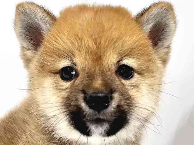 2025年8月28日生まれの柴犬(標準サイズ)の1枚目の写真