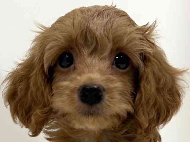 奈良県のハーフ犬・ミックス犬 (ひごペットフレンドリーイオンモール橿原ウエストビレッジ店/2025年8月24日生まれ/女の子/レッド)の子犬の1枚目の画像