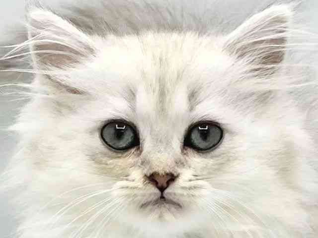 大阪府のペルシャ (ひごペットフレンドリーイトーヨーカドー津久野店/2025年8月29日生まれ/女の子/チンチラシルバー)の子猫