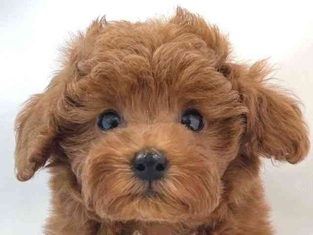 大阪府のトイプードル(トイ) (ひごペットフレンドリー堺プラットプラット店/2025年8月31日生まれ/男の子/レッド)の子犬の1枚目の画像