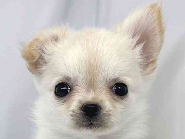 兵庫県のチワワ(ロング) (ひごペットフレンドリーイオンタウン加古川店/2025年8月30日生まれ/女の子/ホワイトクリーム)の子犬の1枚目の画像