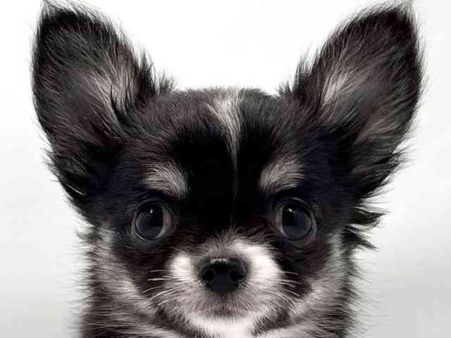 大阪府のチワワ(ロング) (ひごペットフレンドリー東淀川店/2025年8月30日生まれ/男の子/ブラッククリームホワイト)の子犬