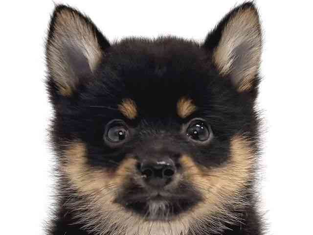 2025年8月30日生まれのポメ柴/豆ポメ/ポメ豆柴(ポメラニアン×柴犬)の1枚目の写真