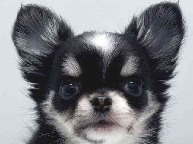 京都府のチワワ(ロング) (ひごペットフレンドリー京都店/2025年8月29日生まれ/女の子/ブラッククリームホワイト)の子犬の1枚目の画像