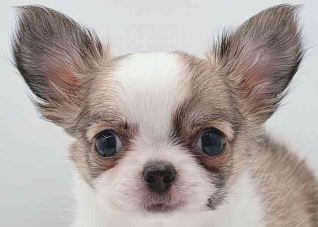 島根県のチワワ(ロング) (ひごペットフレンドリーイオン松江ショッピングセンター店/2025年8月29日生まれ/男の子/フォーンホワイト)の子犬の1枚目の画像