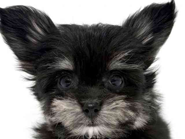 大阪府のチワマル/マルチワ(チワワ×マルチーズ) (ひごペットフレンドリーくずはモール店/2025年8月27日生まれ/男の子/ブラックタンホワイト)の子犬