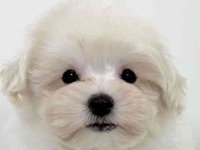 2025年8月31日生まれのマルプー(マルチーズ×プードル)の1枚目の写真