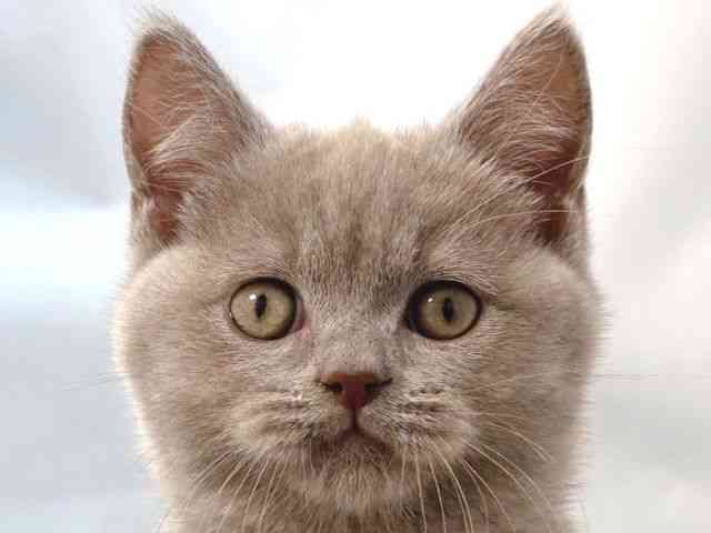 大阪府のブリティッシュショートヘアー (ひごペットフレンドリー堺プラットプラット店/2025年8月27日生まれ/男の子/ライラック)の子猫