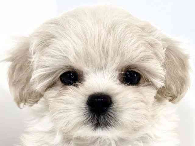 兵庫県のハーフ犬・ミックス犬 (ひごペットフレンドリーイトーヨーカドー明石店/2025年8月30日生まれ/男の子/クリーム)の子犬の1枚目の画像