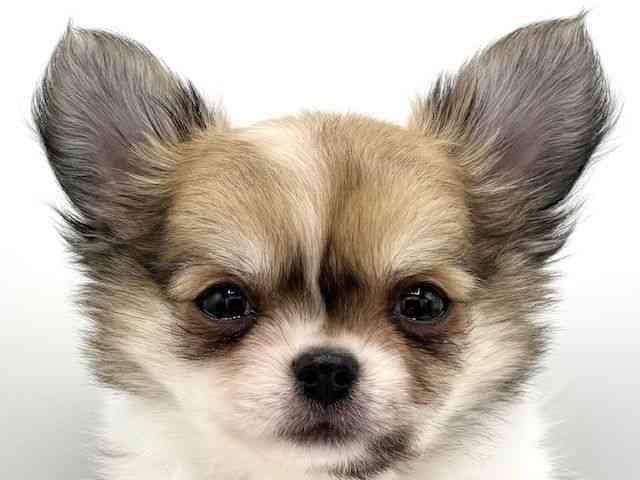 大阪府のチワワ(ロング) (ひごペットフレンドリーららぽーとEXPOCITY店/2025年8月29日生まれ/男の子/フォーンホワイト)の子犬の1枚目の画像