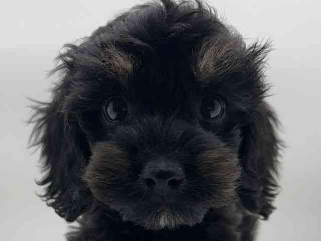 島根県のコッカプー(アメリカンコッカースパニエル×プードル) (ひごペットフレンドリーイオンモール出雲店/2025年8月30日生まれ/男の子/ブラックタン)の子犬の1枚目の画像