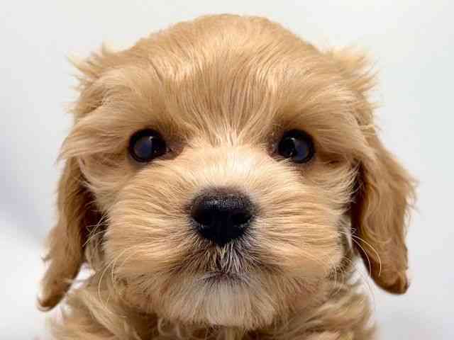 京都府のコッカプー(アメリカンコッカースパニエル×プードル) (ひごペットフレンドリー洛北阪急スクエア店/2025年8月30日生まれ/男の子/クリーム)の子犬の1枚目の画像