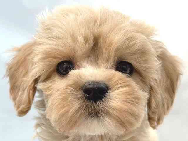 大阪府のコッカプー(アメリカンコッカースパニエル×プードル) (ひごペットフレンドリー堺プラットプラット店/2025年8月30日生まれ/男の子/クリーム)の子犬の1枚目の画像