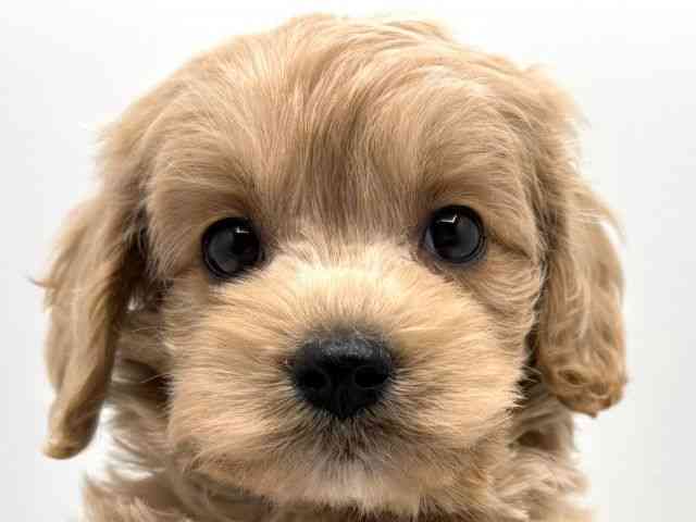 奈良県のコッカプー(アメリカンコッカースパニエル×プードル) (ひごペットフレンドリー田原本店/2025年8月30日生まれ/男の子/クリーム)の子犬の1枚目の画像