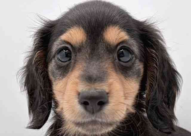 島根県のミニチュアダックスフンド(ロング) (ひごペットフレンドリーイオン松江ショッピングセンター店/2025年8月24日生まれ/男の子/ブラックタン)の子犬の1枚目の画像