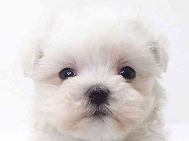 大阪府のマルチーズ (ひごペットフレンドリーいこらもーる泉佐野店/2025年8月31日生まれ/男の子/ホワイト)の子犬