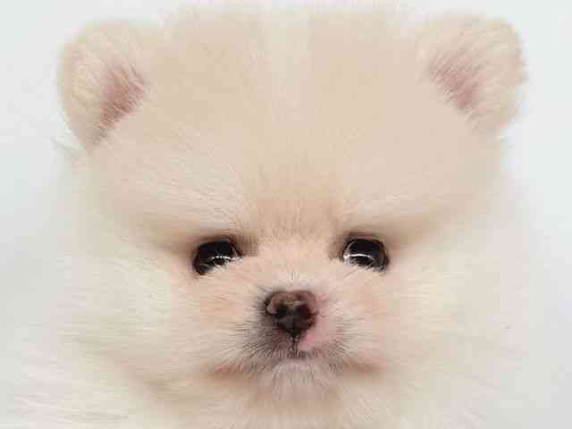 大阪府のポメラニアン (ひごペットフレンドリー瓜破店/2025年9月2日生まれ/男の子/クリーム)の子犬の1枚目の画像