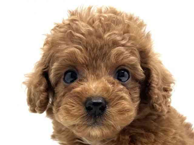 大阪府のトイプードル(トイ) (ひごペットフレンドリーみのおキューズモール店/2025年8月31日生まれ/男の子/レッド)の子犬