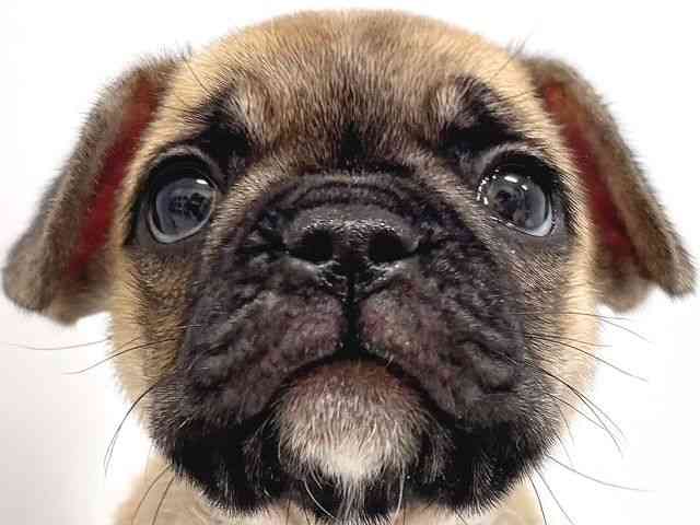 奈良県のフレンチブルドッグ (ひごペットフレンドリー奈良パワーシティ店/2025年8月26日生まれ/女の子/フォーン)の子犬の1枚目の画像