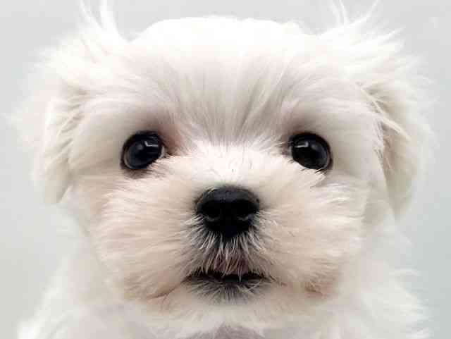 奈良県のマルチーズ (ひごペットフレンドリートナリエ大和高田店/2025年8月27日生まれ/男の子/ホワイト)の子犬の1枚目の画像