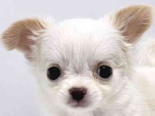 奈良県のチワワ(ロング) (ひごペットフレンドリー奈良パワーシティ店/2025年8月31日生まれ/女の子/ホワイトクリーム)の子犬の1枚目の画像