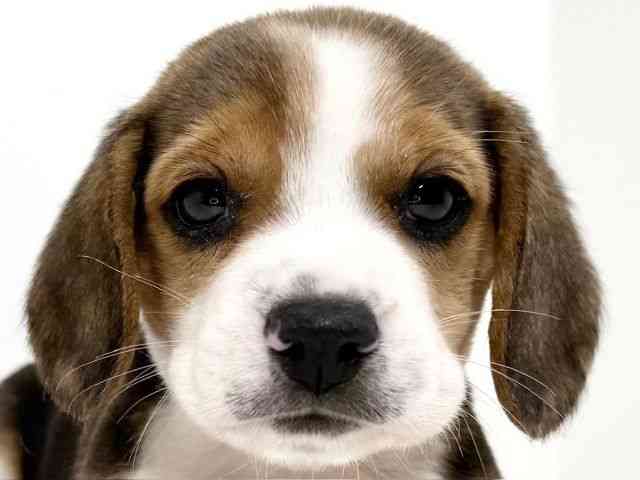 兵庫県のビーグル (ひごペットフレンドリーイトーヨーカドー明石店/2025年8月30日生まれ/男の子/ブラックタンホワイト)の子犬の1枚目の画像