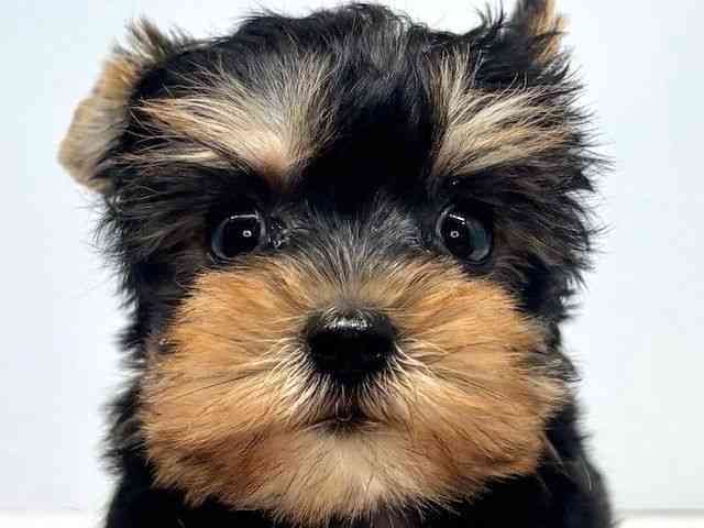 大阪府のヨークシャーテリア (ひごペットフレンドリーセブンパーク天美店/2025年9月1日生まれ/女の子/スチールブルータン)の子犬の1枚目の画像