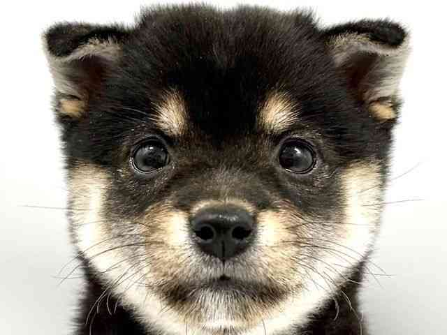 大阪府の柴犬(標準サイズ) (ひごペットフレンドリーイオンタウン豊中庄内店/2025年9月1日生まれ/女の子/黒)の子犬の1枚目の画像