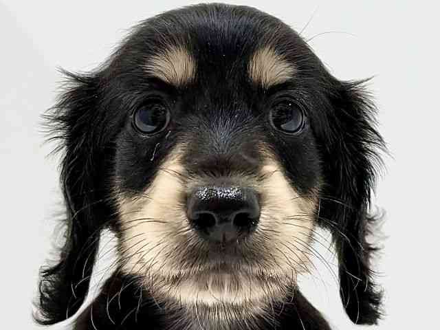 奈良県のミニチュアダックスフンド(ロング) (ひごペットフレンドリーイオンモール橿原ウエストビレッジ店/2025年8月27日生まれ/男の子/ブラックタン)の子犬の1枚目の画像