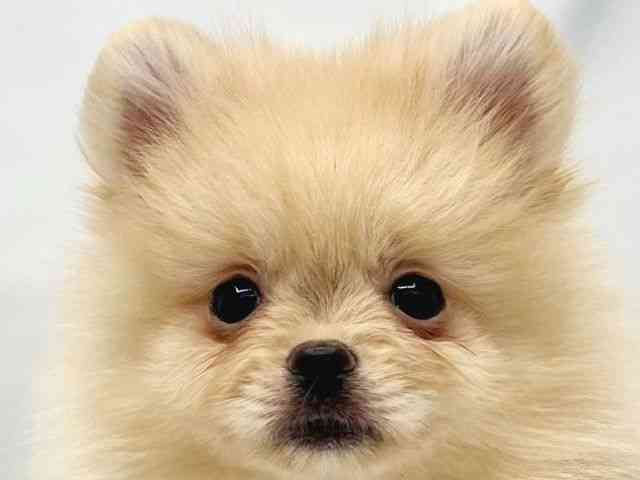 大阪府のポメラニアン (ひごペットフレンドリーイトーヨーカドー津久野店/2025年8月28日生まれ/男の子/クリーム)の子犬の1枚目の画像