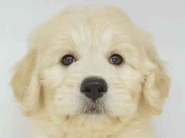 福岡県のゴールデンドゥードゥル(ゴールデン×プードル) (ひごペットフレンドリーゆめタウン筑紫野店/2025年8月31日生まれ/女の子/クリーム)の子犬の1枚目の画像