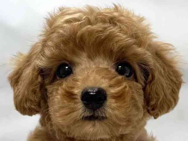 大阪府のトイプードル(トイ) (ひごペットフレンドリー堺プラットプラット店/2025年9月2日生まれ/女の子/レッド)の子犬