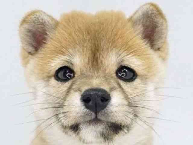 福岡県の柴犬(標準サイズ) (ひごペットフレンドリーゆめタウン筑紫野店/2025年9月1日生まれ/女の子/赤)の子犬