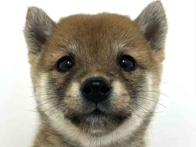 大阪府の柴犬(標準サイズ) (ひごペットフレンドリーベルファ2都島店/2025年8月30日生まれ/女の子/赤)の子犬の1枚目の画像