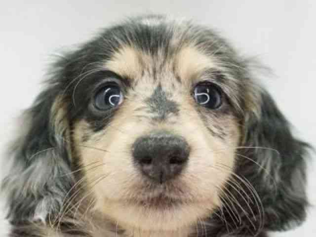 福岡県のミニチュアダックスフンド(ロング) (ひごペットフレンドリーゆめタウン筑紫野店/2025年8月31日生まれ/男の子/シルバーダップル)の子犬