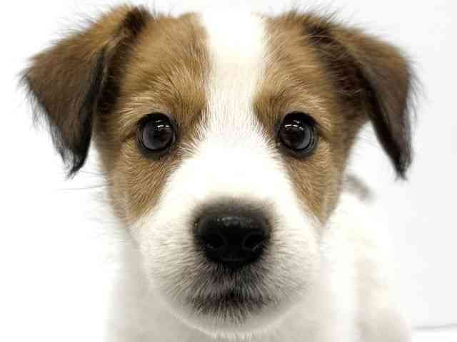 大阪府のジャックラッセルテリア (ひごペットフレンドリーイオンタウン茨木太田店/2025年9月1日生まれ/男の子/ホワイトタン)の子犬