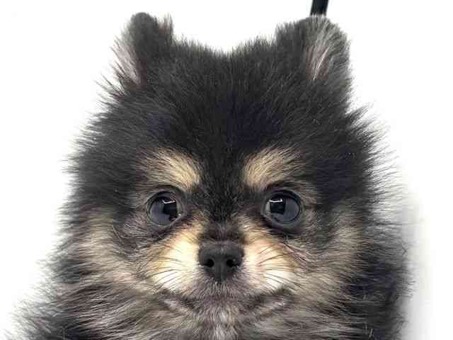 2025年8月28日生まれのポメラニアンの1枚目の写真