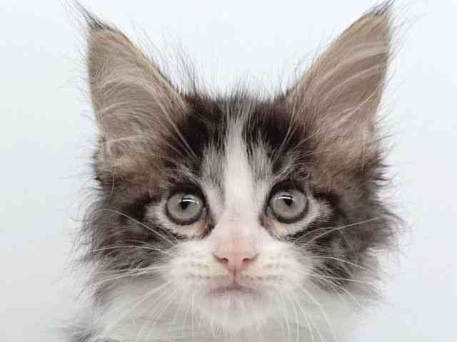 大阪府のメインクーン (ひごペットフレンドリー瓜破店/2025年9月1日生まれ/男の子/ブラウンタビーホワイト)の子猫