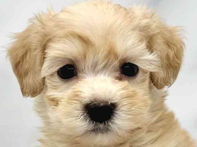 大阪府のマルプー(マルチーズ×プードル) (ひごペットフレンドリーイトーヨーカドー津久野店/2025年8月30日生まれ/男の子/アプリコット)の子犬