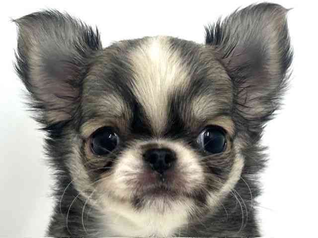 大阪府のチワワ(ロング) (ひごペットフレンドリーベルファ2都島店/2025年8月31日生まれ/女の子/レッドホワイト)の子犬の1枚目の画像