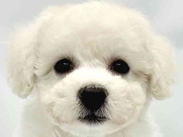 大阪府のビションフリーゼ (ひごペットフレンドリーイトーヨーカドー津久野店/2025年9月1日生まれ/男の子/ホワイト)の子犬の1枚目の画像