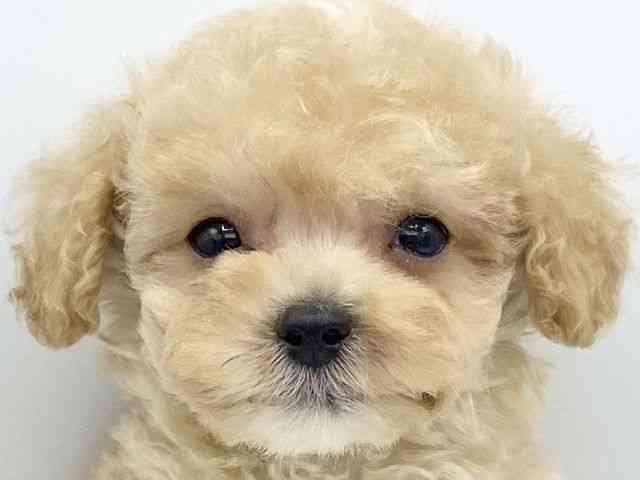 大阪府のトイプードル(トイ) (ひごペットフレンドリーららぽーとEXPOCITY店/2025年9月3日生まれ/男の子/オレンジフォーン)の子犬の1枚目の画像