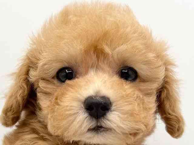 大阪府のトイプードル(トイ) (ひごペットフレンドリーみのおキューズモール店/2025年9月3日生まれ/女の子/オレンジフォーン)の子犬