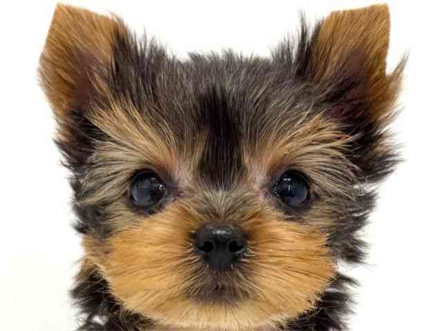 大阪府のヨークシャーテリア (ひごペットフレンドリーくずはモール店/2025年9月1日生まれ/男の子/スチールブルータン)の子犬の1枚目の画像